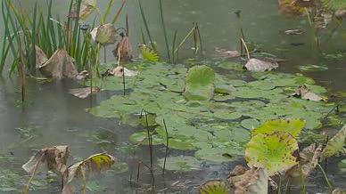池塘荷叶水滴雨景视频的预览图
